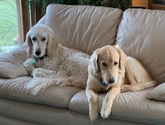 Lily and Honey (Dr. Milligan's dogs) Lily and Honey (Dr. Milligan's dogs)